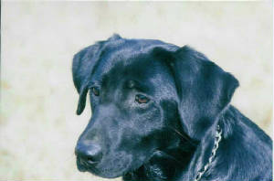 blacklabs/Breeze.jpg