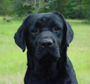 blacklabs/Captainfront.JPG