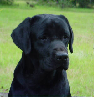 blacklabs/Captainsideview.JPG