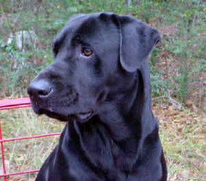 blacklabs/Count.jpg