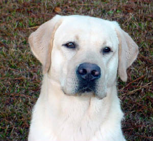 blacklabs/QuigleyEbright.jpg