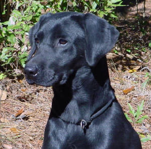 blacklabs/Raingood.JPG