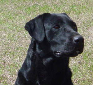 blacklabs/Sweepsgoodjpg.jpg