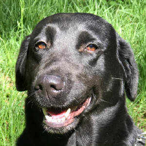 blacklabs/TealbrooksHeadsOrTails.jpg