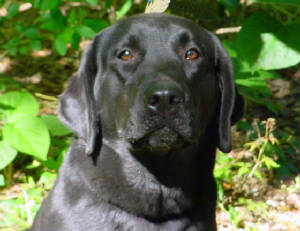 blacklabs/Waveforblack.jpg