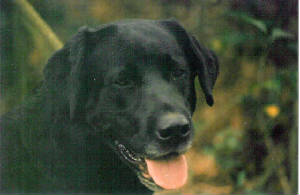 blacklabs/Yancy.jpg