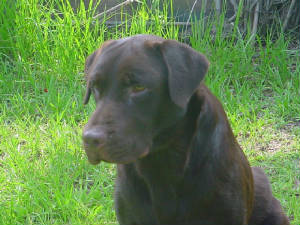chocolates/Tybee07.jpg