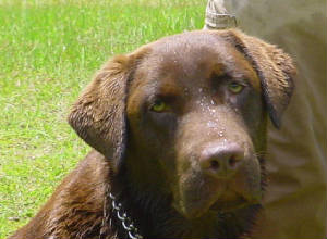 chocolates/Tybee10months05.JPG