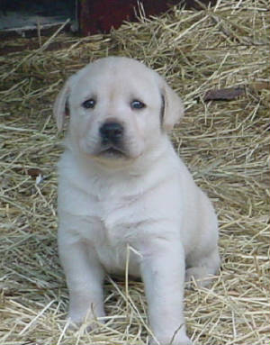 favoritepuppies/QuigJr.jpg