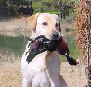 yellows/Dancerbestwoodduck.JPG