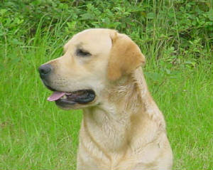 yellows/Flintgood.jpg